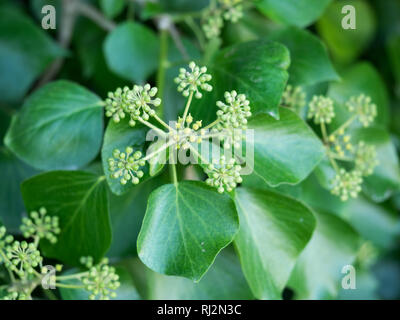 A close up close-up detail macro full frame of Hedera Helix common ivy flower flowers Stock Photo