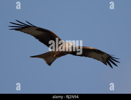 Red Kite (Milvus milvus) Stock Photo