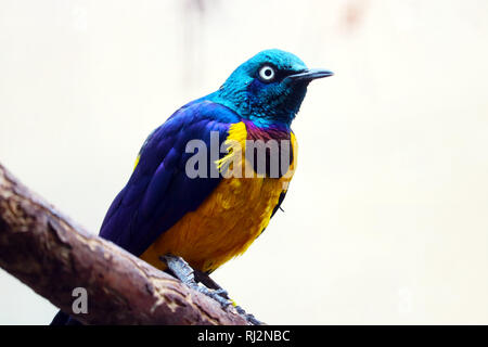 Colorful golden-breasted starling (cosmopsarus regius) with a white eye sitting on a branch Stock Photo