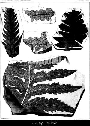 . The later extinct floras of North America [microform]. Paleobotany; Paléobotanique. rKMTIAMY. Please note that these images are extracted from scanned page images that may have been digitally enhanced for readability - coloration and appearance of these illustrations may not perfectly resemble the original work.. Newberry, J. S. (John Strong), 1822-1892; Hollick, Arthur, 1857-1933. Washington : G. P. O. Stock Photo