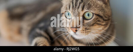 Beautiful short hair cat lying on white table at home Stock Photo