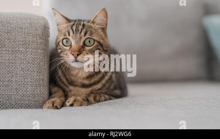 Beautiful short hair cat lying on the sofa at home Stock Photo