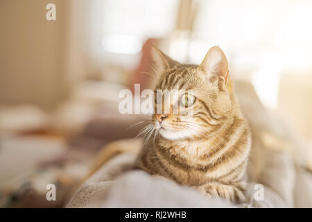 Beautiful short hair cat lying on the sofa at home Stock Photo