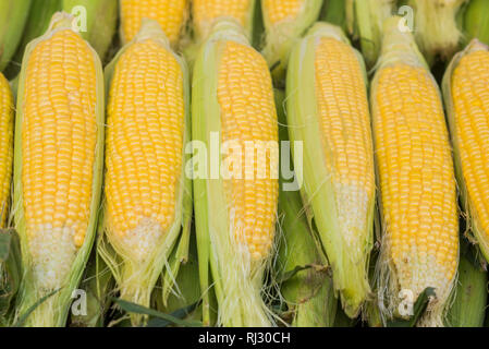 Group of fresh sweet corns on a store. Some fresh organic corn cobs with leaves. A Group of Fresh Corns in Bazaar for Summer Season Stock Photo