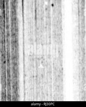 . Results obtained in 1898 from trial plots of grain, fodder corn, and roots [microform]. Field crops; Field experiments; Grain; Agriculture; Cultures de plein champ; Essais en plein champ; CÃ©rÃ©ales; Agriculture. 14 The twelve varieties of spring wheat which have given the largest crops at the several exporimental farms during 1898, are the following :â CENTRAL EXPKniME&gt;/TAL FARM, OTTAWA, ONT. Per acre. Bj8h. Lbs. Liiuiol 32 30 l'luini)er 31 15 l{io(;raiiile 30 60 Eiiipcuiuiu 30 40 WellniairH Fiff 30 Bliiir 29 30 7. Prestoi, 28 8. Colorado 28 9. Goose... 28 10. Fraser 28 11. Ridean 27 12 Stock Photo