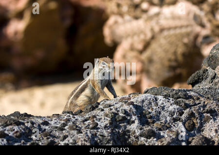 North African xerini, chipmunks, Barbary ground squirrel, ground getulus), Fuerteventura, Canary Islands, Spain, Europe Stock Photo