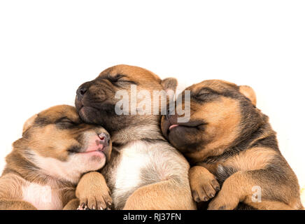 Three newborn puppies isolated on white background Stock Photo