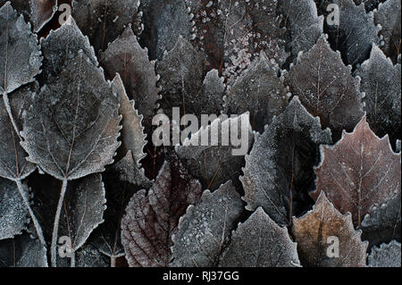 Autumn birch leaves with frost nature patterns with leaves in rows. Stock Photo