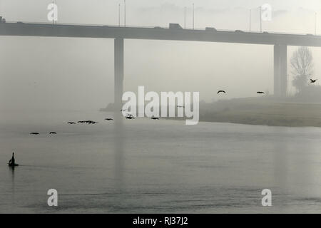 Beautiful Douro river and one of his bridges, Ponte do Freixo, in the morning mist, north of Portugal Stock Photo