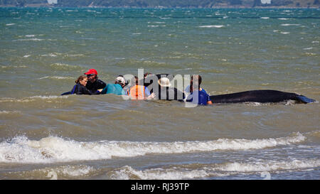 Dead pilot whales during a whale stranding on Farewell Spit in New  Zealand's South Island Stock Photo - Alamy