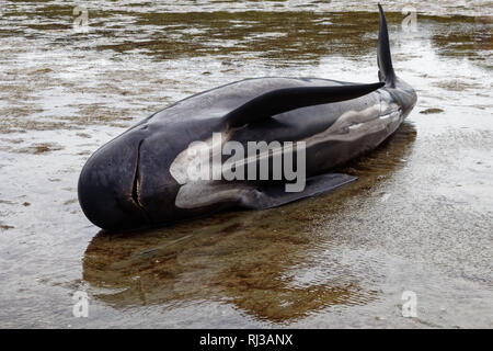 Dead pilot whales during a whale stranding on Farewell Spit in New  Zealand's South Island Stock Photo - Alamy