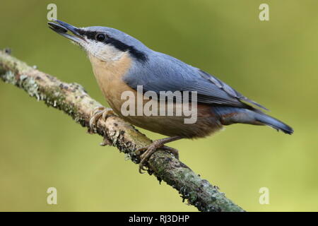 Close up shot of Eurasian Nuthatch (sitta europaea) on mossy branch with food in golden autumn woodlnd, its typical habitat. Stock Photo