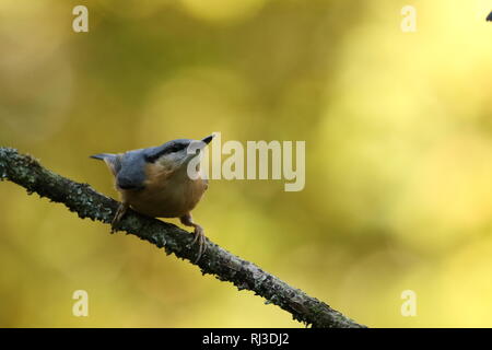 Eurasian nuthatch (sitta europaea) perched on mossy branch in golden autumn woodland. Stock Photo
