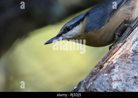 European Nuthatch (sitta europaea) in autumn woodland. Shows typical pose as it scales a tree. Stock Photo