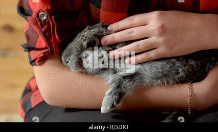 Close up gray rabbit in female hands. Stock Photo