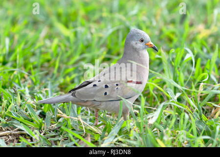 Croaking Ground Dove (Columbina cruziana) portrait in detail taken in freedom on the lawn Stock Photo