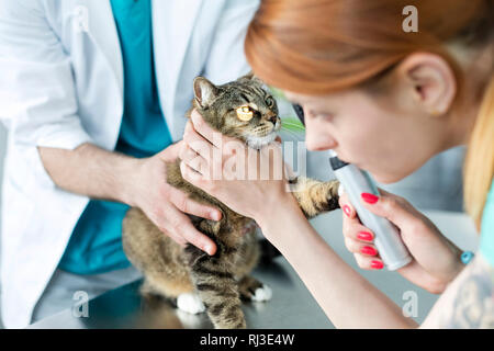 Doctors examining cat with otoscope equipment at veterinary clinic Stock Photo