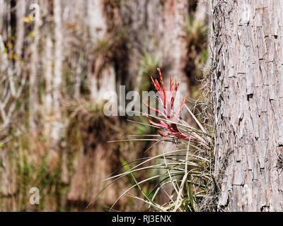 Red Flower on tree in everglades Stock Photo