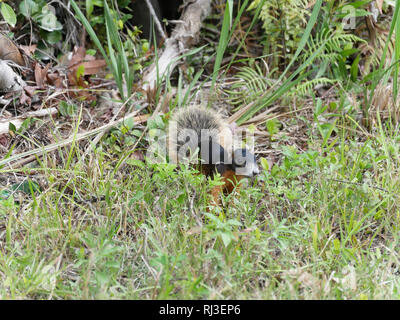 Red squirrel in Florida Stock Photo