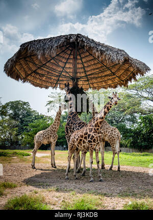 giraffes eating in zoo in Guatemala Stock Photo
