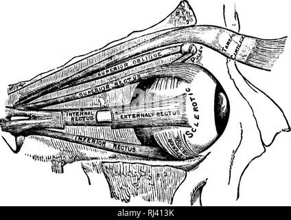 . Public school physiology and temperance [microform]. Physiology ...