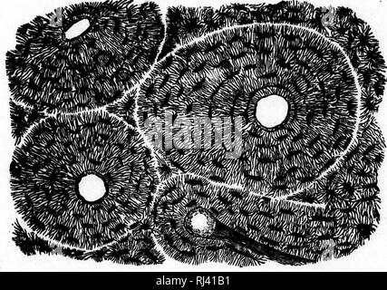 . Public school physiology and temperance [microform]. Physiology ...