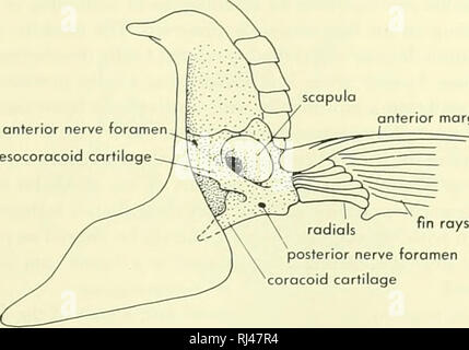 . Chordate morphology. Morphology (Animals); Chordata. foramen magnum ...