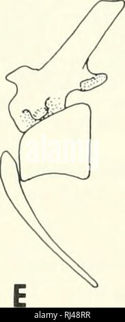 お歳暮ならオンライン Chordate morphology. Morphology (Animals); Chordata. neural 生物学