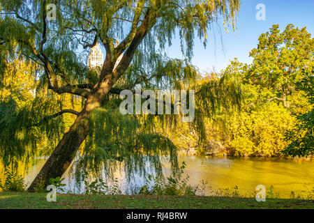 Leaning Willow Tree by a pond in Central Park, New York City during the colorful autumn/fall season. Stock Photo