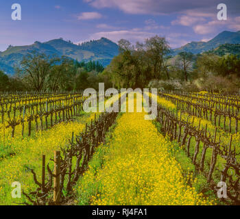 Mustard, Grapevines, Calistoga, Napa Valley, California Stock Photo