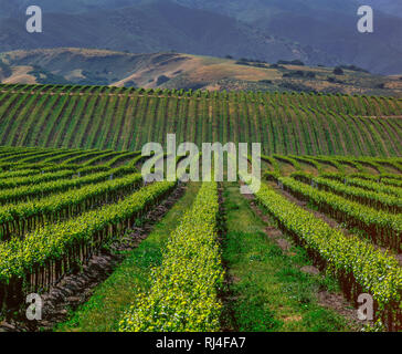 Vineyards, Soledad, Salinas Valley, Monterey County, California Stock Photo