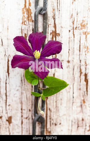 Clematis, Kette, verwitterter Holzuntergrund Stock Photo