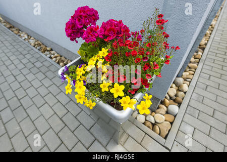 Detail of blooming plant in plastic flowerpot Stock Photo