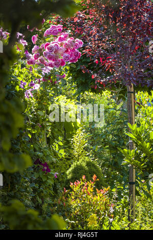 Garden still life with cabbage roses Stock Photo