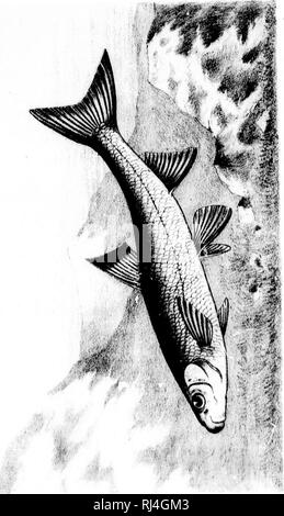 . Les poissons d'eau douce du Canada [microforme]. Poissons; Poissons d'eau douce; Fishes; Fishes, Fresh-water. . Please note that these images are extracted from scanned page images that may have been digitally enhanced for readability - coloration and appearance of these illustrations may not perfectly resemble the original work.. Montpetit, A. -N. (André-Napoléon), 1840-1898. Montréal : C. -O. Beauchemin Stock Photo