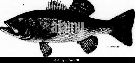 . Sport with gun and rod in American woods and waters [microform]. Hunting; Hunting; Fishing; Fishing; Chasse; Chasse; Pêche sportive; Pêche sportive. 380 Black Bass Fishing. '- w The sun was just topping the maples when the impatient team went ilasliin}&gt;; through the roail-gate. &quot;The bass should rise well to-day,&quot; said the Professor. &quot; They are well through spawning, and if the water is right, everything else is propitious,&quot; replied Ignatius. &quot;Mighty pertishus for chan'l cats, too,&quot; put in Luke; &quot;'sides yaller bass an' green bass, an' black bass, too; a Stock Photo