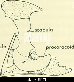 . Chordate morphology. Morphology (Animals); Chordata. clavicle ...