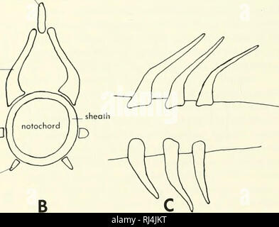 Notochord Notochord Cells In Intervertebral Disc Development And
