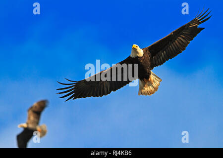 Flying bald eagle (Haliaeetus leucocephalus) with wings spread wide open against blue sky, Northern Vancouver Island, British Columbia, Canada. Stock Photo