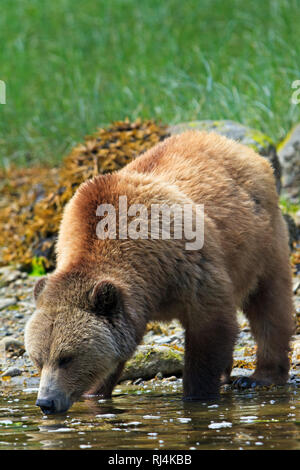 Female coastal Grizzly bear drinking from ocean on a sunny day along the coast of British Columbia, Canada