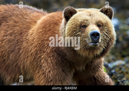 Female coastal Grizzly bear searching for food at low tide on the British Columbia Mainland, Canada
