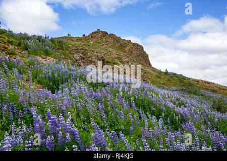 Strokkur Geysir Hot Spring Area, Laugarfjall hill, South West Iceland, Golden Circle tour, Iceland, Lupins, Alaskan lupine, purple nootka, invasive sp Stock Photo