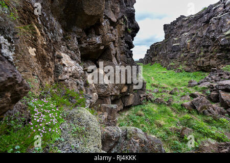 Thingvellir National Park, Iceland, fault in the landscape caused by continental drift between North American and Eurasian tectonic plates,  Golden Ci Stock Photo