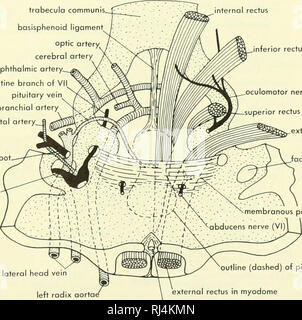 . Chordate morphology. Morphology (Animals); Chordata. endocranium ...
