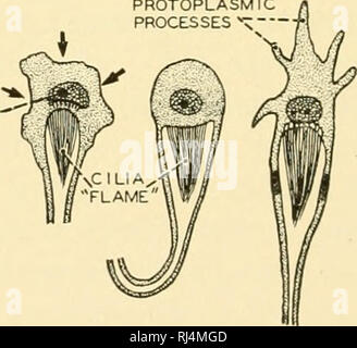 Comparative Anatomy Anatomy Comparative Flame Cells Protoplasmic Processes Gt A Canal System B Flame Cells Fig 328 Excretory Organs In Flatworms A Shows The Branching Excretory Canals Terminating In Flame Cells B Shows Three Flame