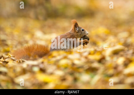Eichhörnchen, Sciurus vulgaris, wildlife, Deutschland Stock Photo