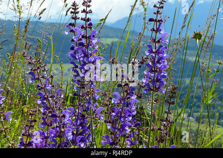 Wiesensalbei auf Bergwiese, bl?hend, Salvia pratensis, Stock Photo