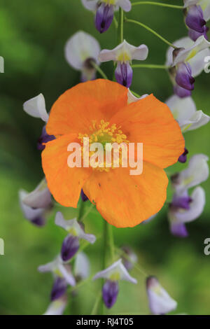 Kalifornischer Mohn Eschscholzia californica Stock Photo - Alamy Kalifornischer Mohn Eschscholzia californica Stock Photo - Alamy