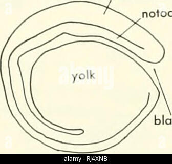 . Chordate morphology. Morphology (Animals); Chordata. neural keel notochord neural keel a keel. E EARLY GASTRULA. Please note that these images are extracted from scanned page images that may have been digitally enhanced for readability - coloration and appearance of these illustrations may not perfectly resemble the original work.. Jollie, Malcolm. New York, Reinhold Stock Photo