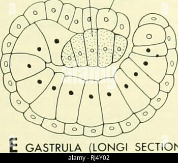 . Chordate morphology. Morphology (Animals); Chordata. 4 CELL entode. notochord. Please note that these images are extracted from scanned page images that may have been digitally enhanced for readability - coloration and appearance of these illustrations may not perfectly resemble the original work.. Jollie, Malcolm. New York, Reinhold Stock Photo